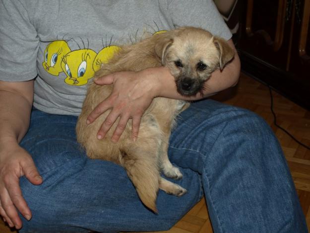 Mini,cachorra pequeña en adopcion urgente