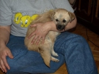 Mini,cachorra pequeña en adopcion urgente - mejor precio | unprecio.es