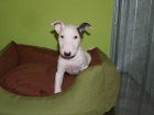 Preciosos cachorros Bullterrier, económicos - mejor precio | unprecio.es