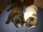 REGALO perritos - mejor precio | unprecio.es