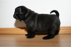 Sanos pug cachorros macho y hembra