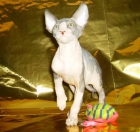 SPHYNX O GATO SIN PELO - mejor precio | unprecio.es