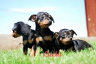 Tu Mini Pincher  el cachorro que buscabas - mejor precio | unprecio.es