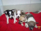 X-masa Chihuahua cachorros con papeles de 100 - mejor precio | unprecio.es