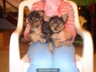 yorkshire terrier - mejor precio | unprecio.es