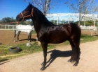 Vendo caballo pura raza española con papeles - mejor precio | unprecio.es