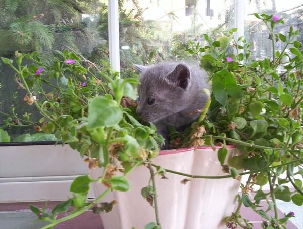AZUL RUSO  El Azul Ruso es un gato de elegante aspecto oriental, con pelaje azul plateado y preciosos ojos verde esmeral