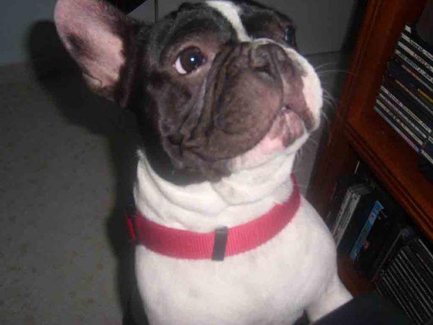 busco hembra bulldog frances para monta