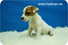 Cachorritos de Jack Rusell con mas que elegancia, calidad total. - mejor precio | unprecio.es