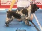 Cocker Spaniel macho con RRC para montas - mejor precio | unprecio.es