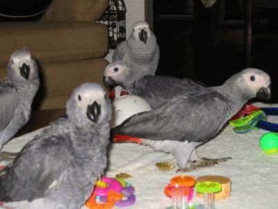 Domado y hablando de Africa Gris