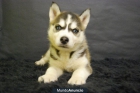 Husky siberiano, cachorritos de dos meses , www.doogs.es - mejor precio | unprecio.es