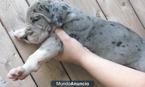 Para la navidad Cachorros de gran danÃ©s