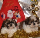 Shih-tzu, preciosos y economicos cachorros - mejor precio | unprecio.es