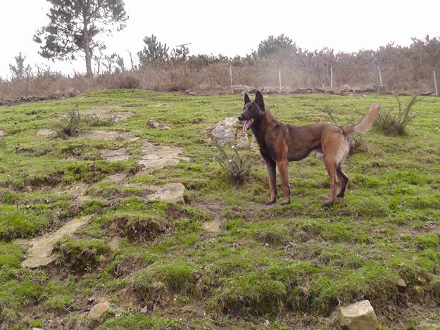 Vendo cachorros de Pastor Belga Malinois con Pedigree