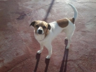 Perrito macho, 5 años, 10 kg en adopción - mejor precio | unprecio.es