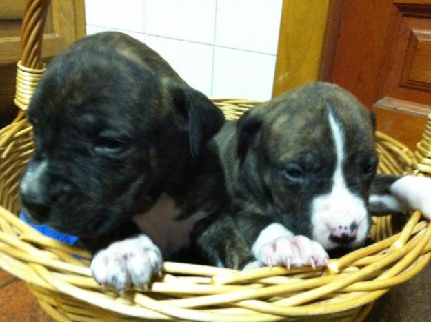 American Stanford (Cachorros)