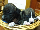 American Stanford (Cachorros) - mejor precio | unprecio.es