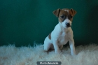 Autenticos Jack Russell pata corta - mejor precio | unprecio.es