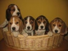 BEAGLES, PRECIOSOS CACHORROS TRICOLORES 260 - mejor precio | unprecio.es
