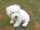 Cachorritos de schnauzer miniatura Blancos - mejor precio | unprecio.es