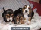 Cachorros de Basset Hound - mejor precio | unprecio.es