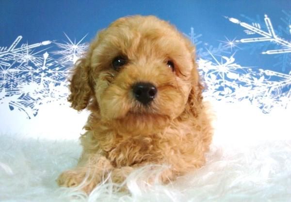CANICHE TOY COLOR APRICOT (MARRON)