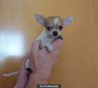 Chihuahuas machos y hembras minis - mejor precio | unprecio.es