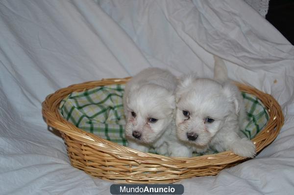 MAGNIFICOS CACHORRITOS BICHON-MALTES