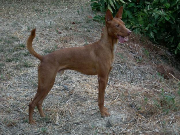 Podenco retinto cazando a prueba.