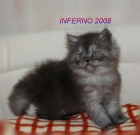preciosos  persas  con  pedigree - mejor precio | unprecio.es
