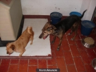 regalo perros adultos ideal campo o finca - mejor precio | unprecio.es