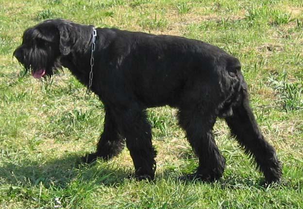 Schnauzer gigante
