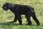 Schnauzer gigante - mejor precio | unprecio.es