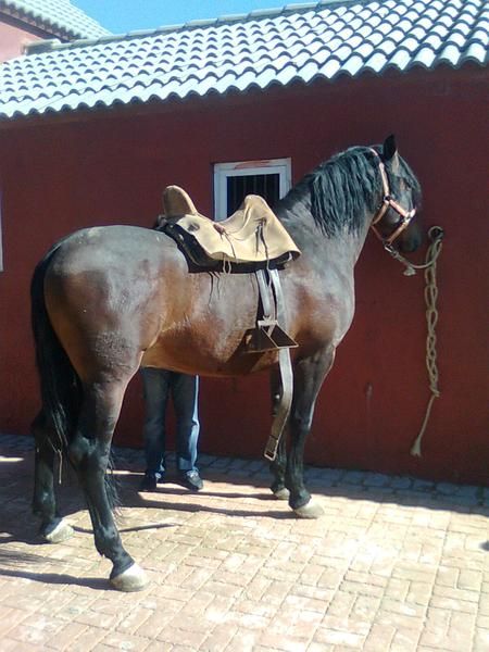 caballo de pura raza española