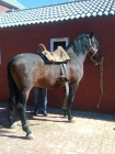 caballo de pura raza española - mejor precio | unprecio.es