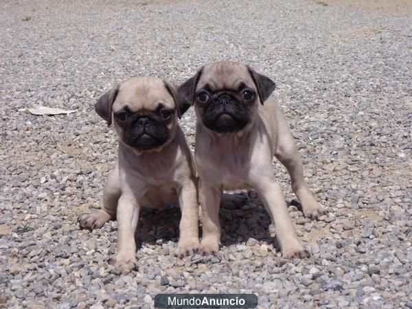 Cachorros Carlino 350€