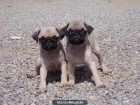 Cachorros Carlino 350€ - mejor precio | unprecio.es