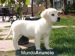 camada de golden retriever.