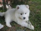 Camada de Samoyedos!! - mejor precio | unprecio.es