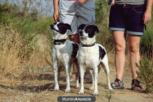 DELTA Y CAMINO, DOS PERRAS EN ADOPCIóN