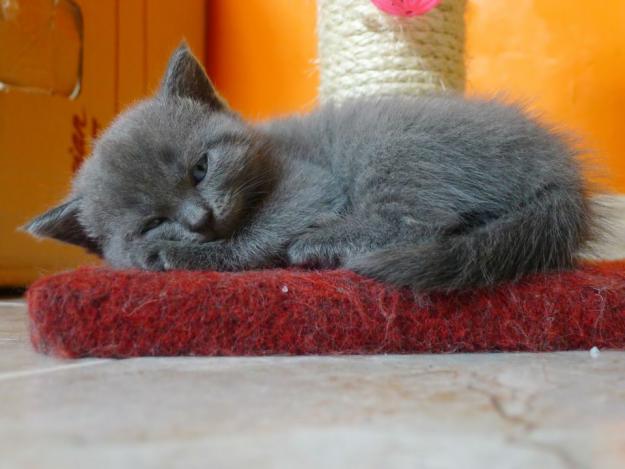 Gatitos chartreux - cachorros chartreux - cartujos