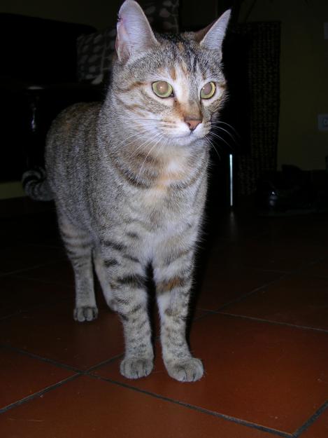 REGALO GATITA SUPERCARIÑOSA