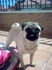 se ofrece macho carlino para monta (no venta) - mejor precio | unprecio.es