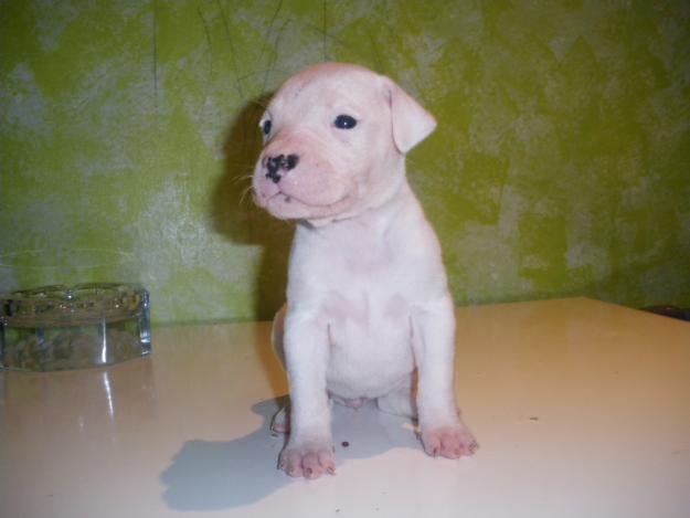 vendo dogos argentinos