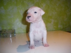 vendo dogos argentinos - mejor precio | unprecio.es