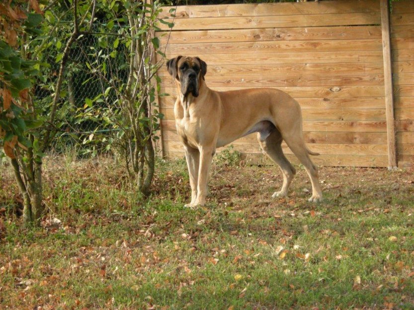 Cachorros de Dogo Alemán Dorado y Atigrado