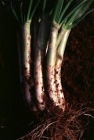 Venta de calçots, alcachofas, escarolas,etc... - mejor precio | unprecio.es