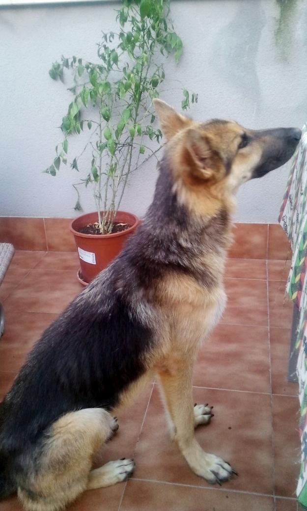 Hembra Pastor Alemán necesita adopción
