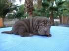 Espectaculares cachorros de Shar-pei 130euro - mejor precio | unprecio.es